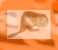 beaver.jpg