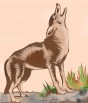 coyote.jpg