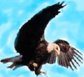 eagle.jpg