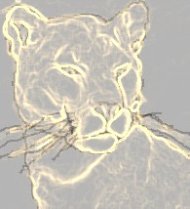 mountainlion.jpg